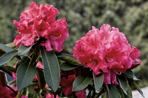 Obrázek růžových květin s pozměněnou sytostí barev