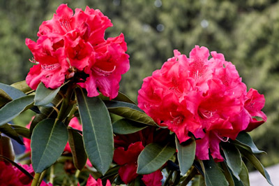 Billede af pink blomster