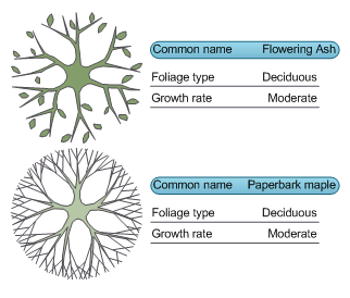 Data graphics shows the data for two shapes at one time.