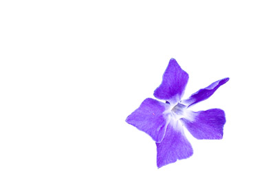 Flower with background removed