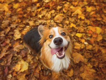 Un perro feliz sentado en una pila de hojas