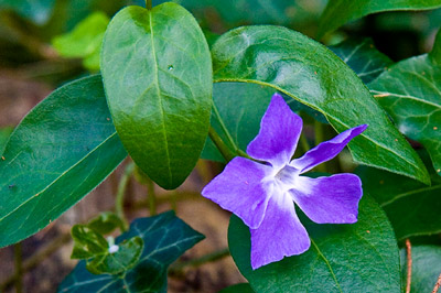 Violetti kukka, jonka taustalla ovat vihreät lehdet