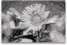 Image avec filtre Crayon - Nuances de gris