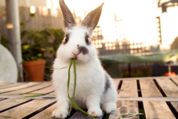 En kanin spiser gress