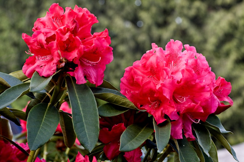 Obraz przedstawiający różowe kwiaty