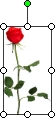 Imagem de uma rosa a mostrar a alça de rotação verde